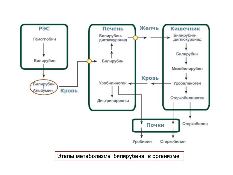 Этапы метаболизма билирубина в организме